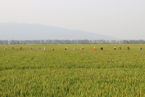 1598930580697545.jpg IMG_7178_副本.jpg