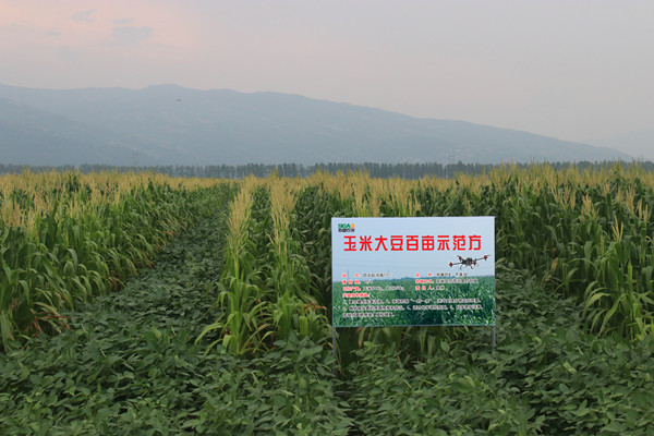 玉米大豆百亩示范方  桑林.jpg