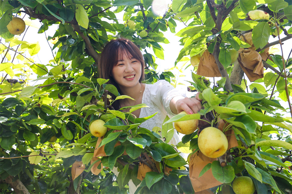 20230809 云台鲜梨喜获丰收.jpg