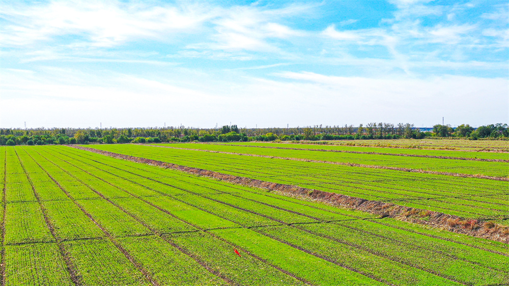 20231027 小麦出苗见绿 静待来年好“丰”景 (6).jpg
