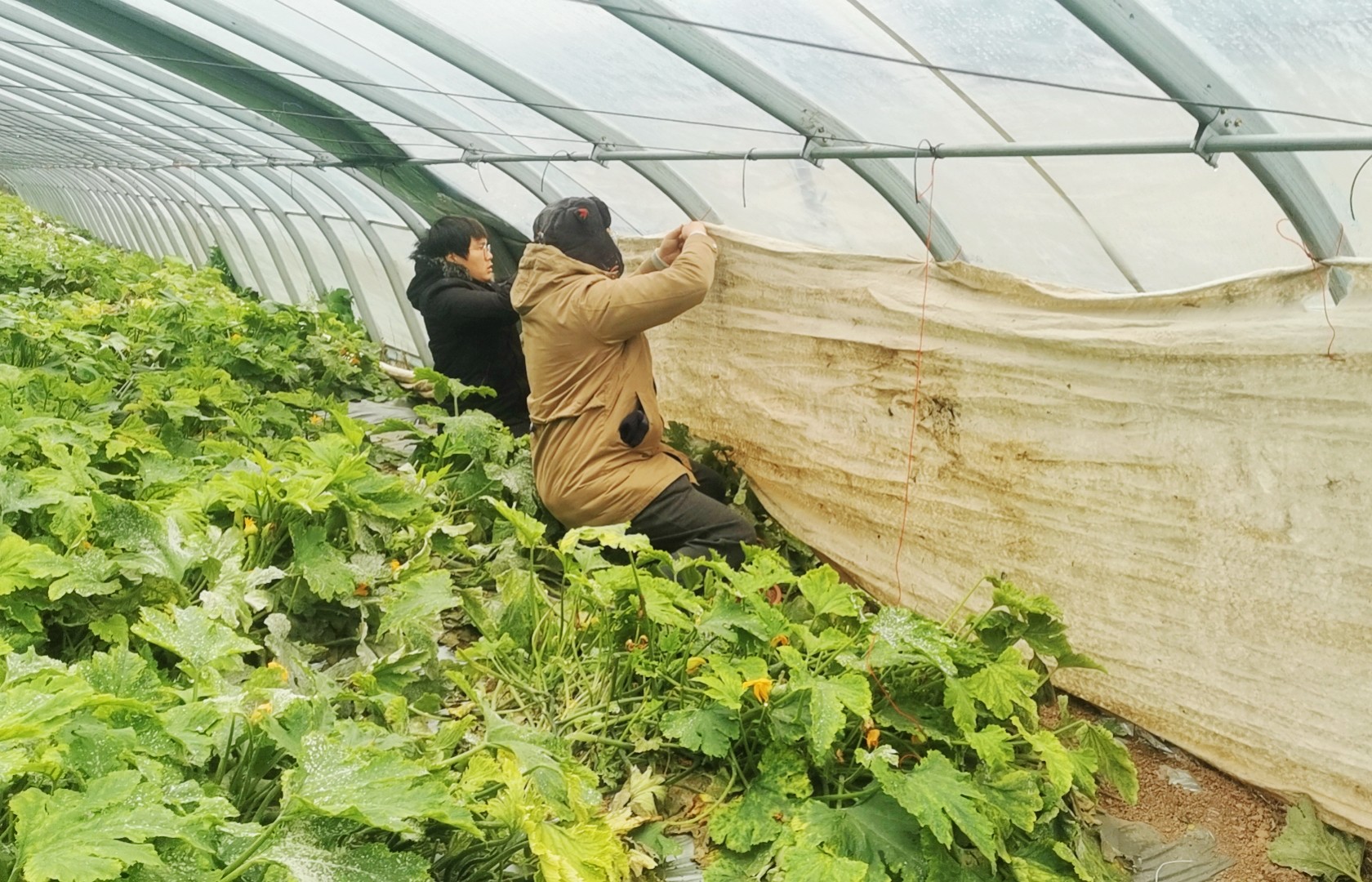 20231217云台采取切实措施 积极应对寒潮天气(1).jpg