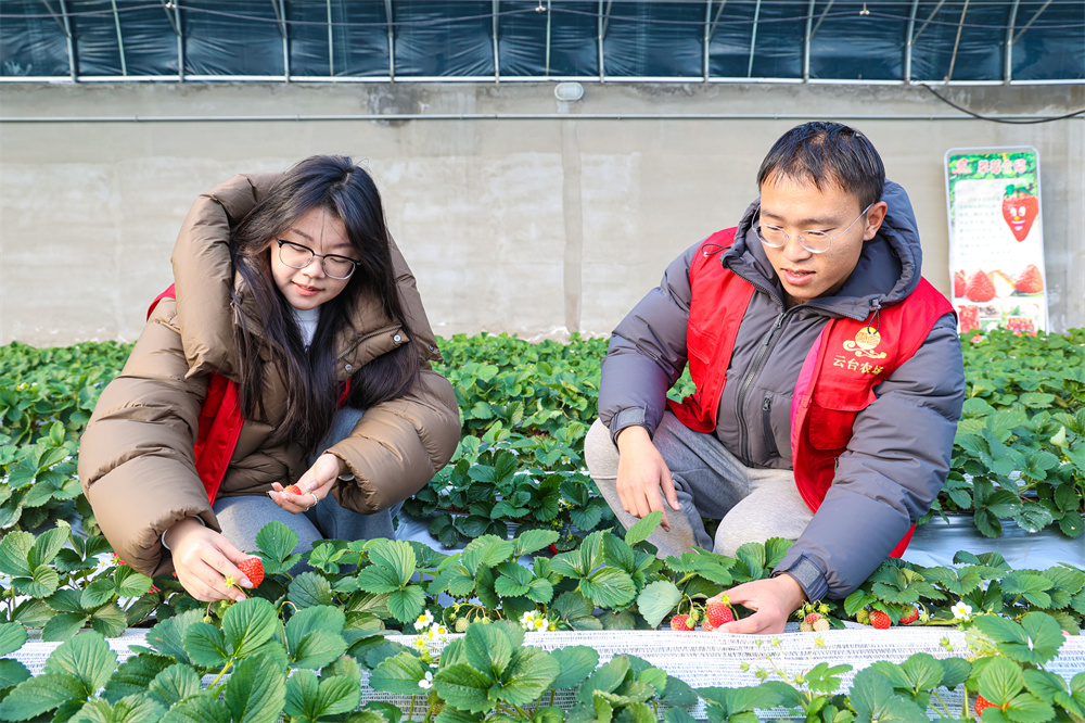 云台：志愿者冬季助农保生产 (9).jpg
