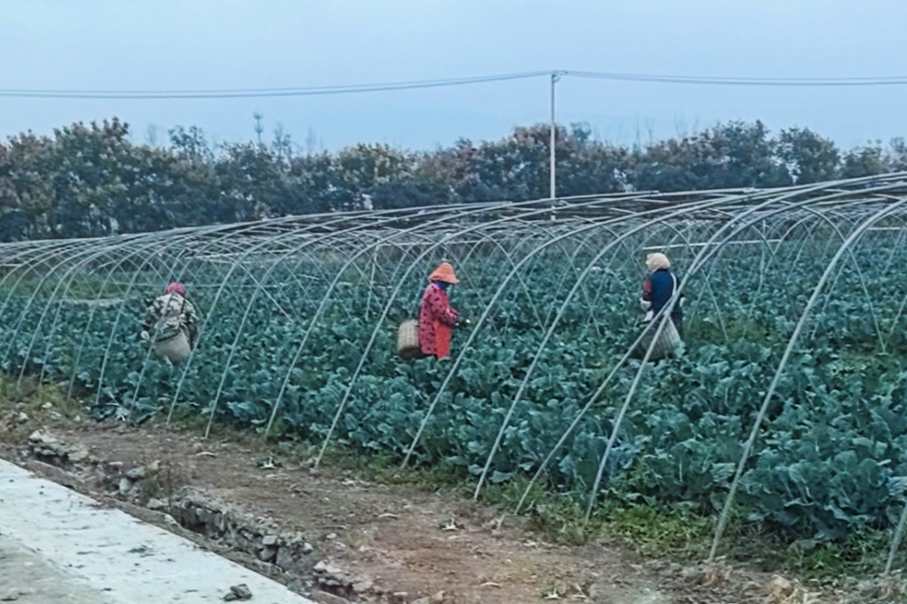 20251121 兴垦科技西兰花迎冬丰收，科技赋能土地生金 (1).jpg