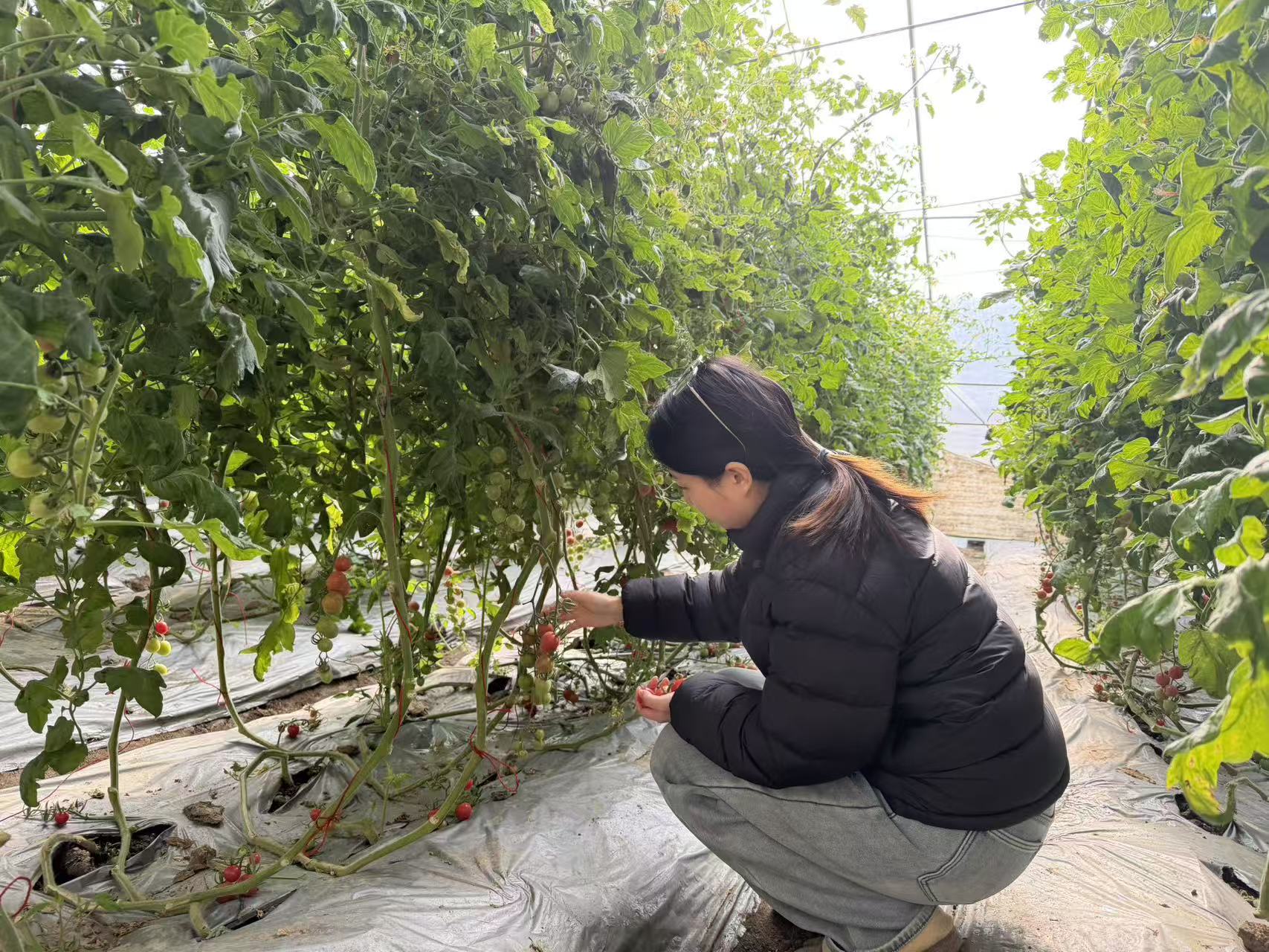 20260212 甜蜜上市，小小西红柿映红致富路 (1).jpg